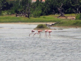 IMG 2991 Flamingos